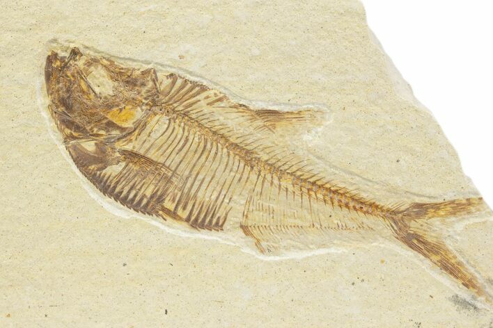 Detailed Fossil Fish (Diplomystus) - Wyoming #373778
